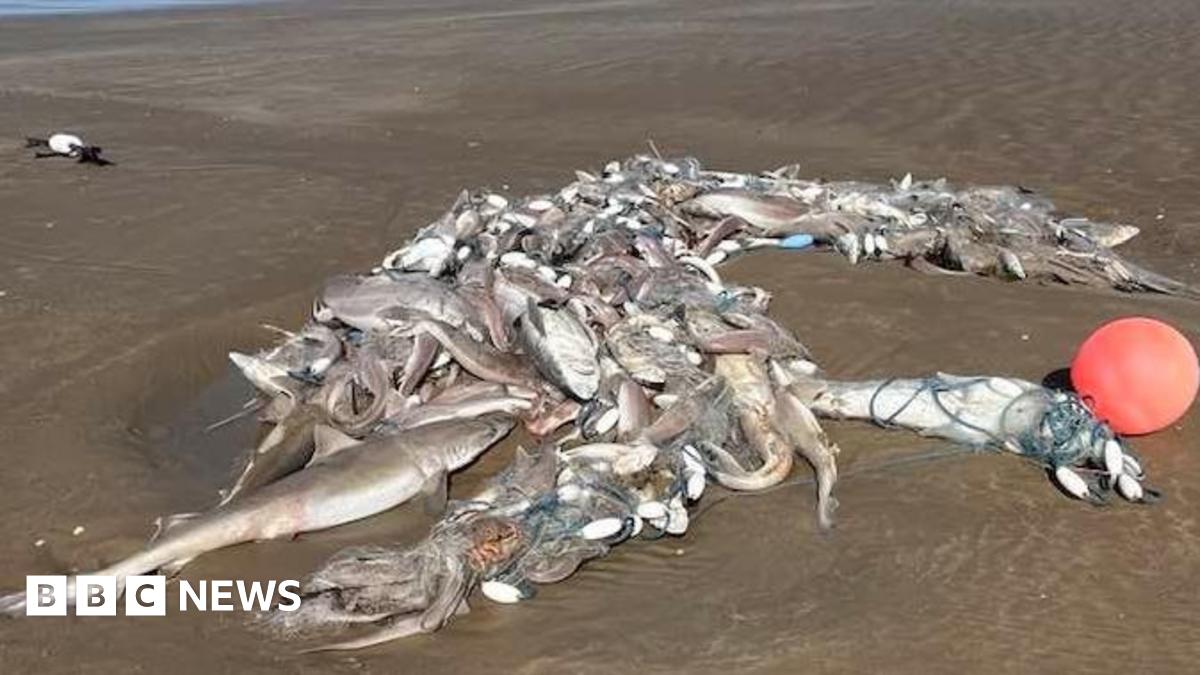 A pile of dead fish on a sandy beach.