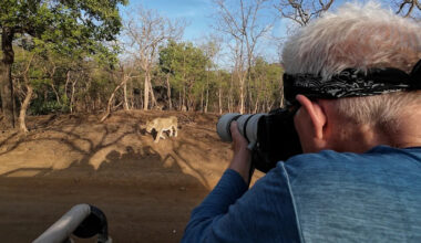How a National Geographic photographer tracked India’s last lions
