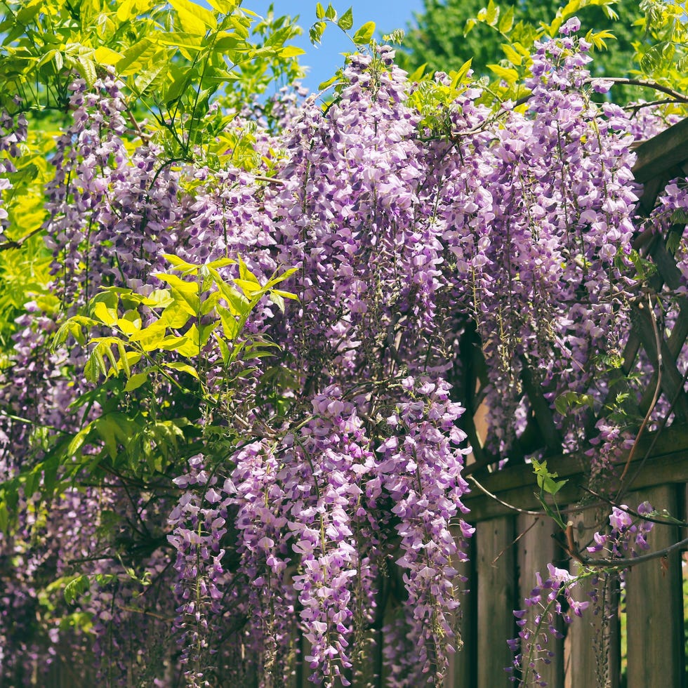 Plants to prune in May purple wisteria flowers in full bloom