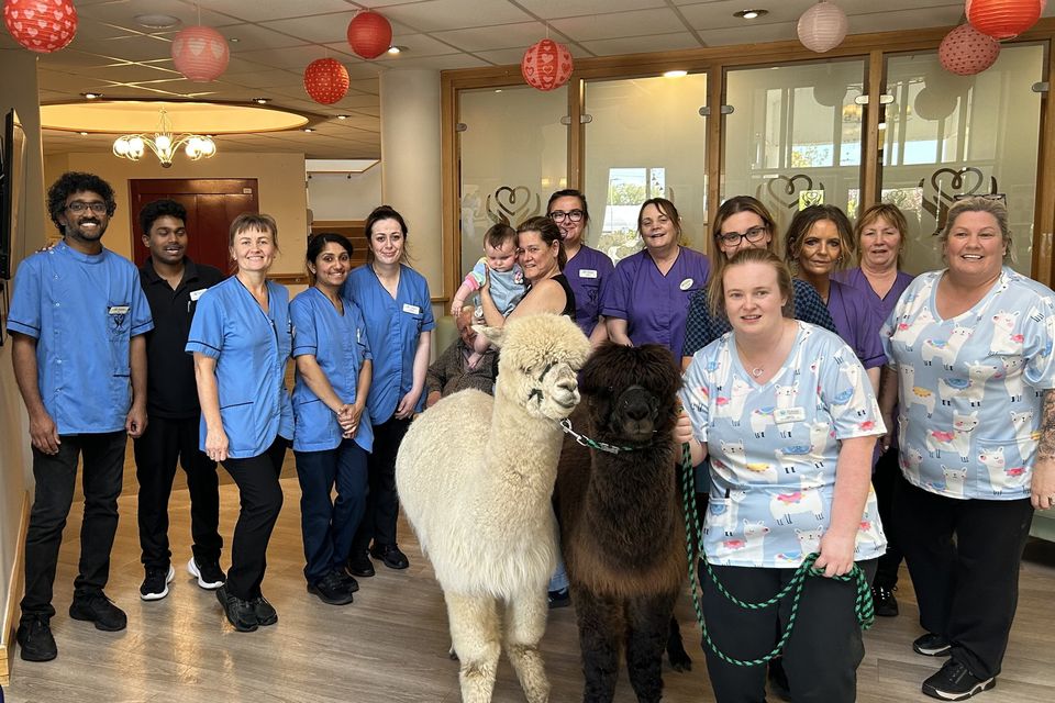 Staff at Oakfield Nursing Home welcomed Frank and Stan from K2Alpacas for a special visit.