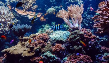 Heat-resistant corals could help reefs adapt to climate change