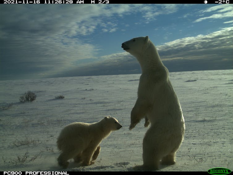 a polar bear stands on two feet, a cub stands next to it