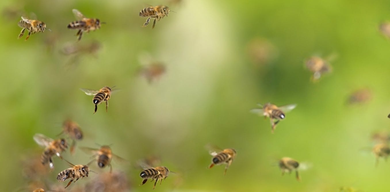 Eaten, used as taxis and vomited up: how bees support other animals