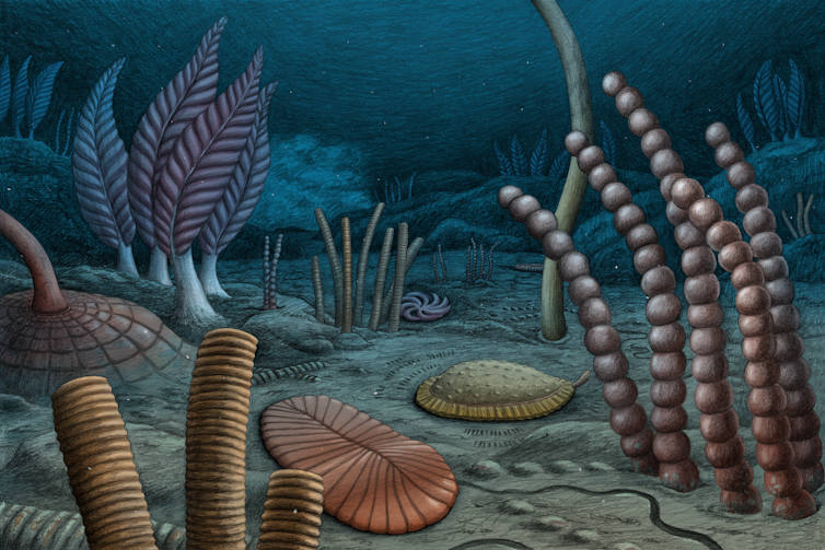 Frond-like creatures, worms and sponges on the seafloor.