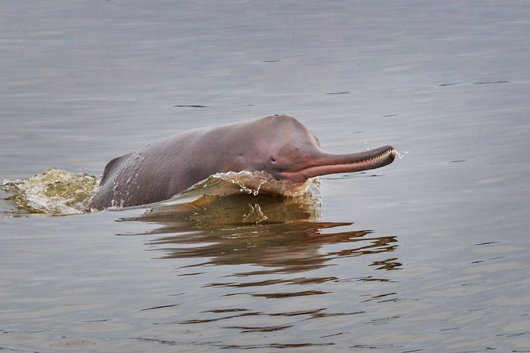dolphin in river
