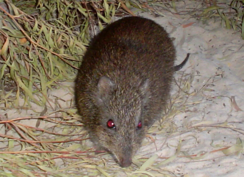 Gilbert's potoroo a mouse-like creature