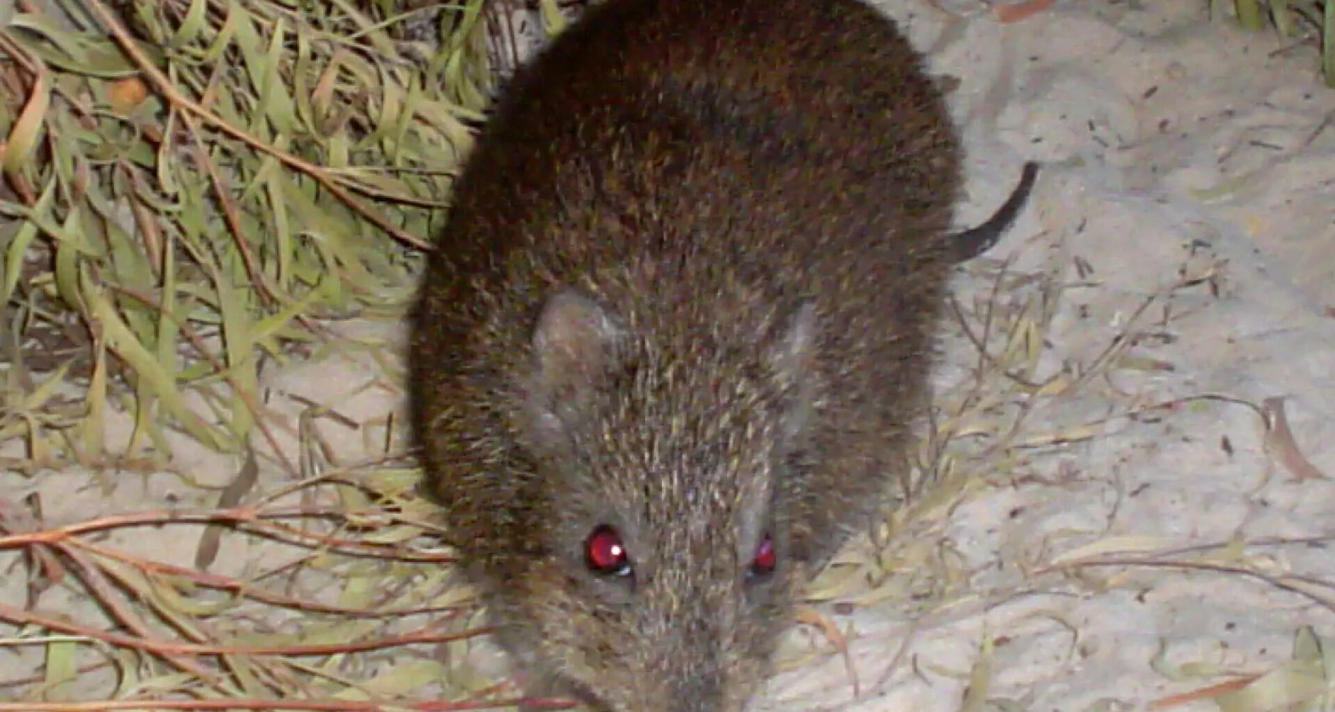 Scientists Are Using Animal Poop to Save One of the World’s Rarest Marsupials