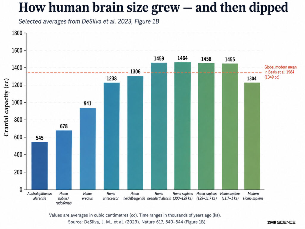Graph showing how human brain size changed over time