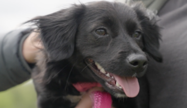 Before she was adopted, the NSPCA saved this stray puppy · TheJournal.ie