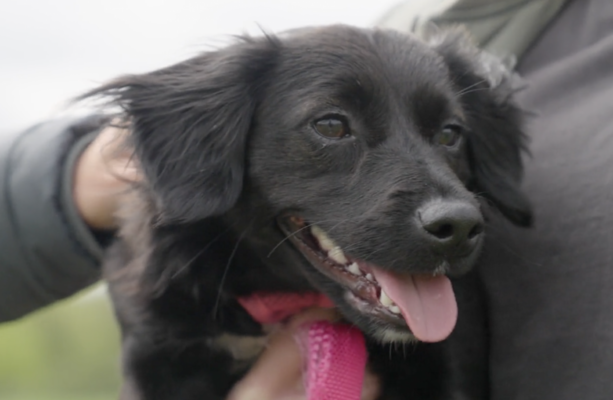 Before she was adopted, the NSPCA saved this stray puppy · TheJournal.ie