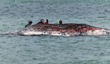 Whale 'Timmy' that was rescued in €1.5m operation after stranding in Germany found dead