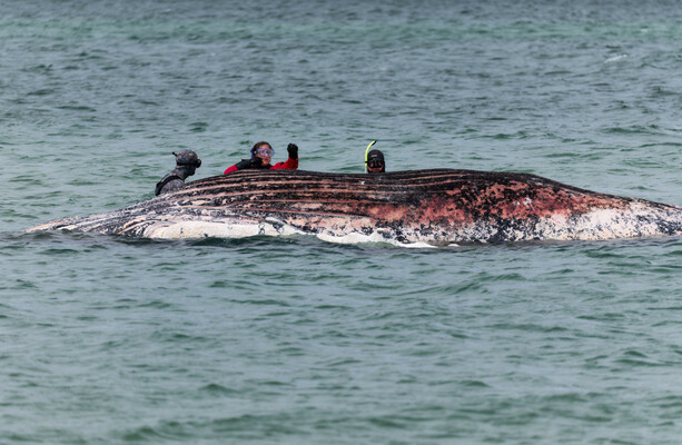 Whale 'Timmy' that was rescued in €1.5m operation after stranding in Germany found dead