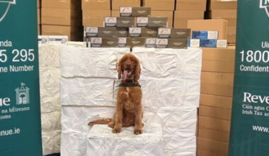 Detector dog Kobe helps with seizure of 8 million cigarettes worth around €7.7m at Dublin Port - The Journal