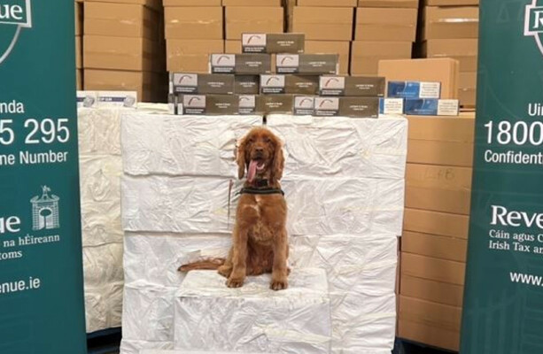 Detector dog Kobe helps with seizure of 8 million cigarettes worth around €7.7m at Dublin Port - The Journal