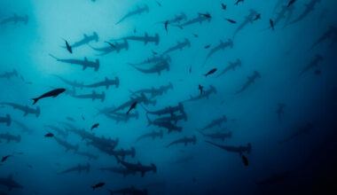 How much do you know about sea creatures? · TheJournal.ie