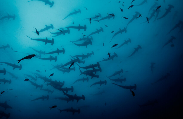 How much do you know about sea creatures? · TheJournal.ie