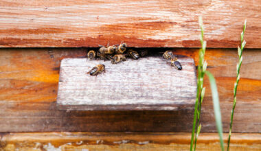 Check your roofs and sheds – it's swarming season for bees, and they're looking for new nests