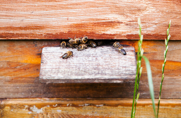 Check your roofs and sheds – it's swarming season for bees, and they're looking for new nests