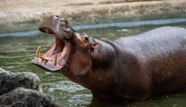 Hollywood Has Finally Made a Hippo Horror Movie. It's About Time