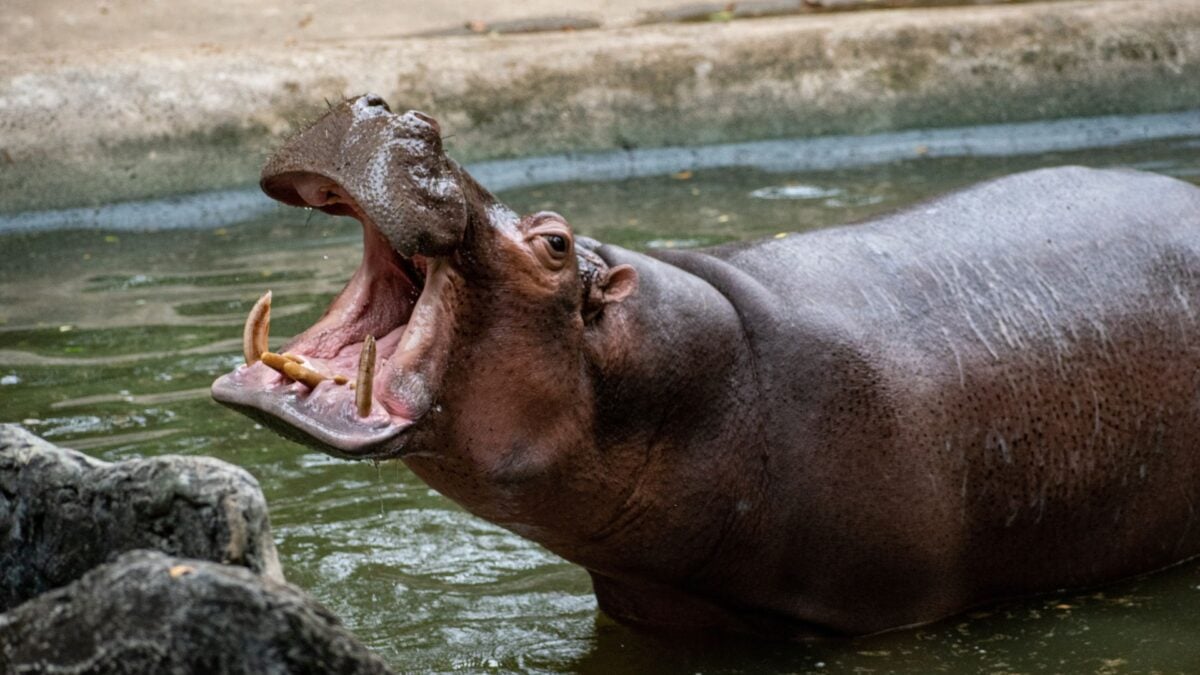 Hollywood Has Finally Made a Hippo Horror Movie. It's About Time