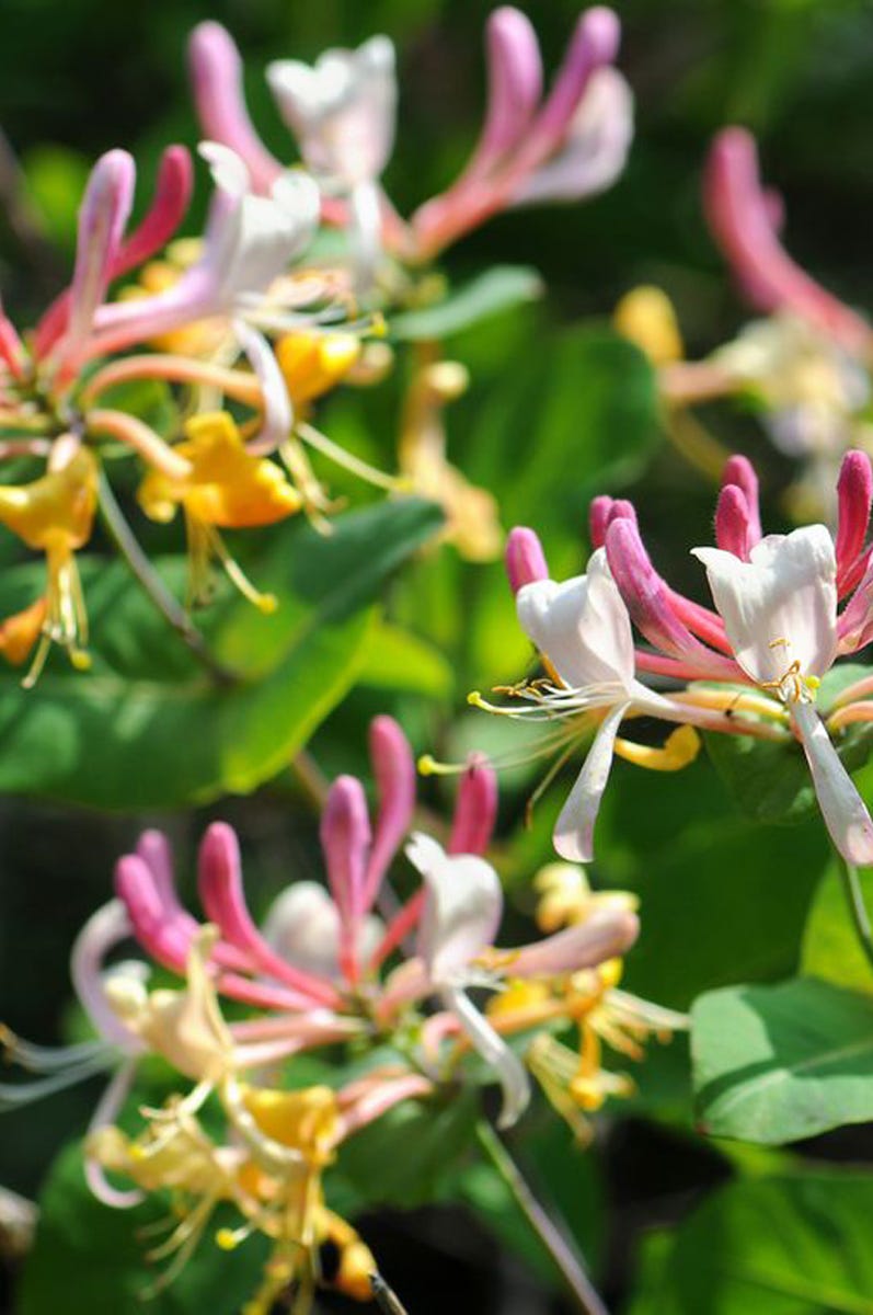 These are the best flowers to buy, according to your star sign honeysuckle temperate flower