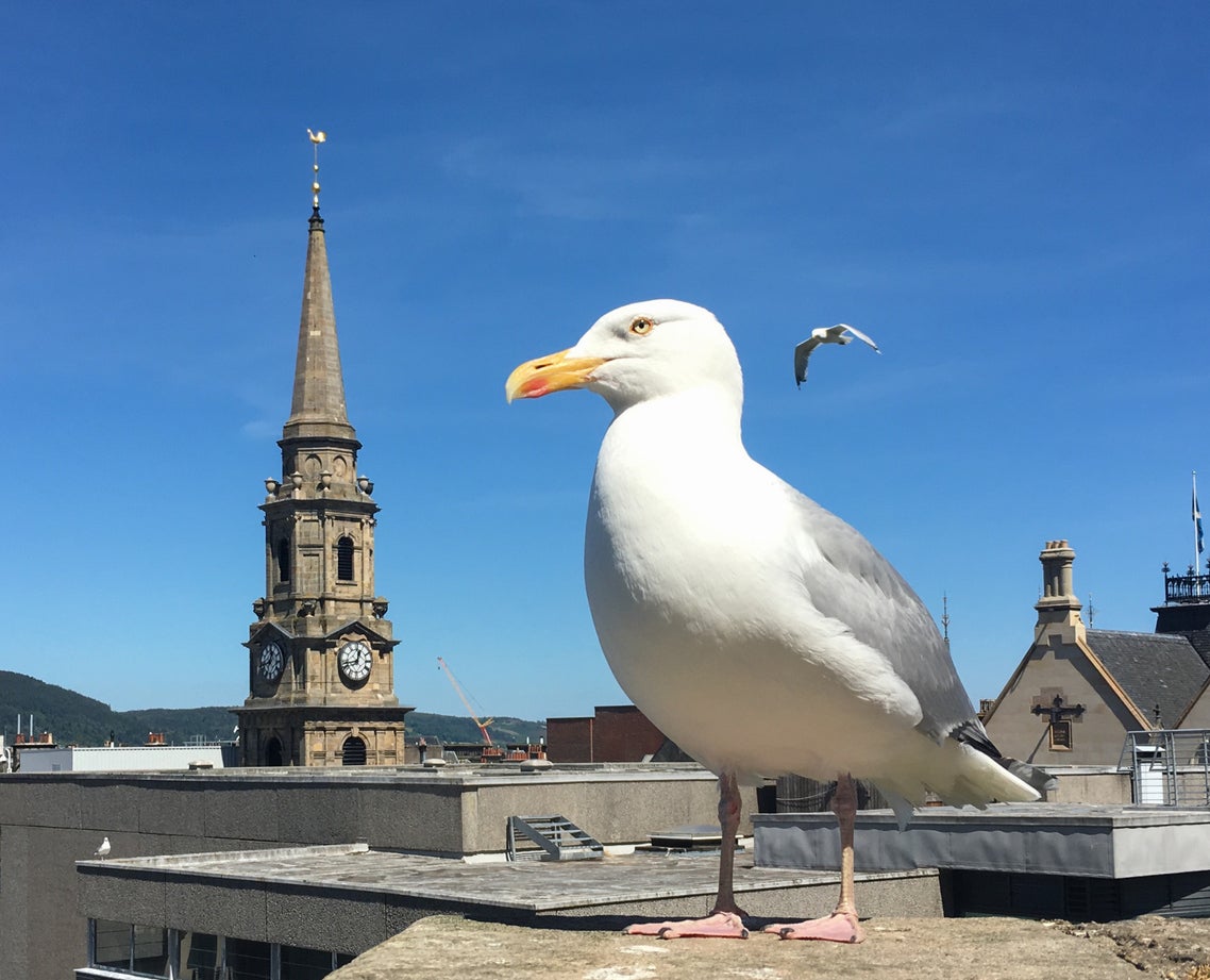 Gulls just wanna have fun: Care home residents 'experiencing disturbed sleep due to early morning gull calls, particularly during the breeding season'