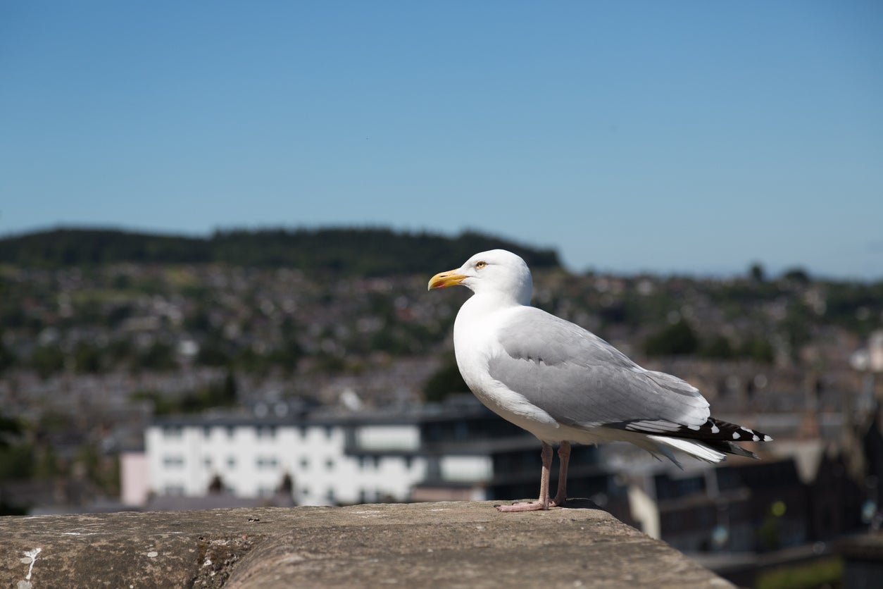 A herring gull in Inverness. The species is struggling in coastal habitats and increasingly moving into urban areas