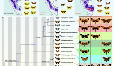 Ben Chehida et al. studied convergent evolution in multiple mimetic Neotropical lepidopteran lineages that diverged between 1 and 120 million years ago, including seven species of Ithomiini and Heliconius butterflies and a day-flying Chetone moth. Image credit: Ben Chehida et al., doi: 10.1371/journal.pbio.3003742.