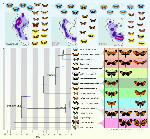 Ben Chehida et al. studied convergent evolution in multiple mimetic Neotropical lepidopteran lineages that diverged between 1 and 120 million years ago, including seven species of Ithomiini and Heliconius butterflies and a day-flying Chetone moth. Image credit: Ben Chehida et al., doi: 10.1371/journal.pbio.3003742.