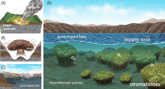 Lim et al. demonstrate that stromatolites -- the oldest fossil evidence of oxygen-producing microbial life on early Earth -- could have developed within impact craters, based on a detailed investigation of stromatolites and lake sediments in the Hapcheon impact crater, South Korea. Image credit: Lim et al., doi: 10.1038/s43247-026-03206-7.