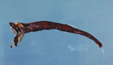 Sigmops gracilis. Image credit: Wu Quancheng / Fisheries Research Institute, Council of Agriculture, Taiwan.