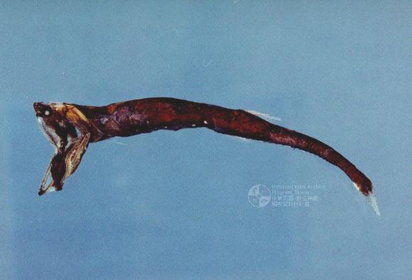 Sigmops gracilis. Image credit: Wu Quancheng / Fisheries Research Institute, Council of Agriculture, Taiwan.