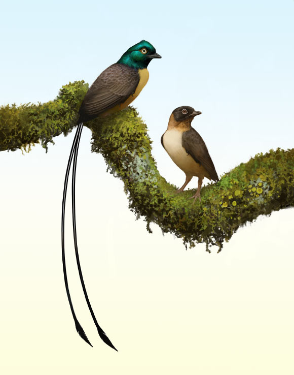 Plumadraco bankoorum is a new bohaiornithid enantiornithine bird with a pair of exceptionally long rectrices. Image credit: Ville Sinkkonen.