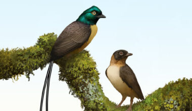 Cretaceous Bird from China Had Pair of Tail Feathers Twice as Long as Its Body