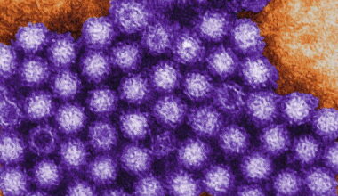 Irish among 1,700 confined to cruise ship after suspected norovirus outbreak