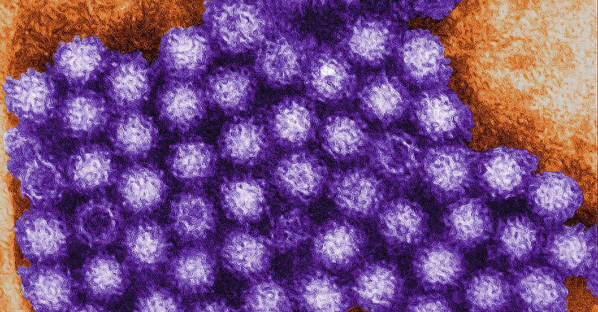 Irish among 1,700 confined to cruise ship after suspected norovirus outbreak