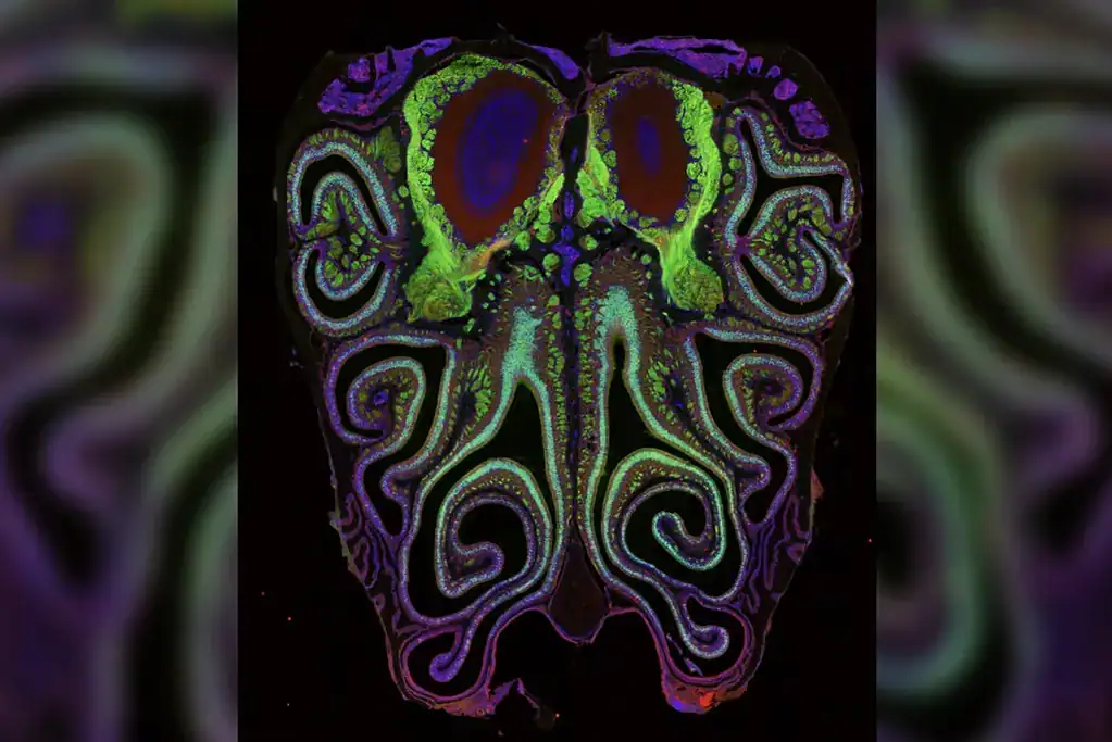 A microscope photo of a cross section of a mouse nose. green fluorescent colour highlights smell neurons. A small subset of dying neurons is labeled in red.
