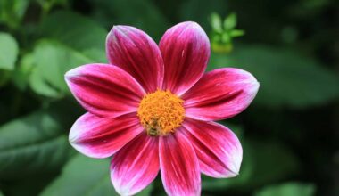 Plants May Have Survived Earth’s Massive Extinctions by Doubling Their Genome