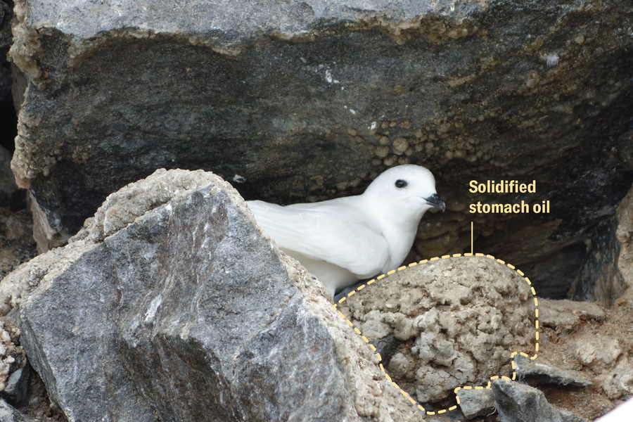 A white bird peeks out of stone next to a blobby stone-looking mass labeled “solidified stomach oil”