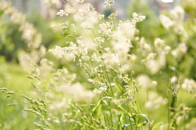 Here’s how you can prepare your home for hayfever season