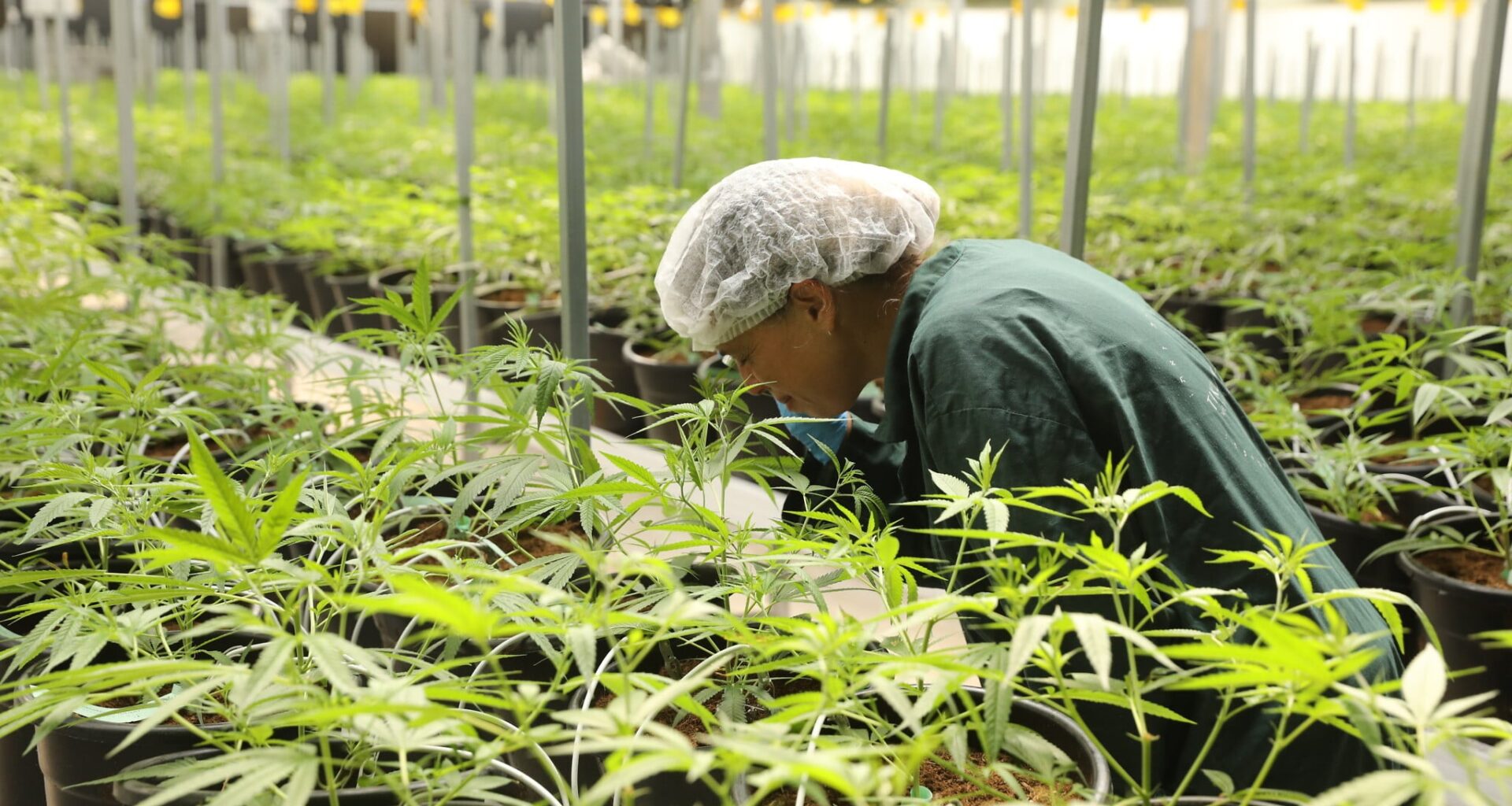 Health Ministry panel seeks to halt use of medical cannabis in smokable form