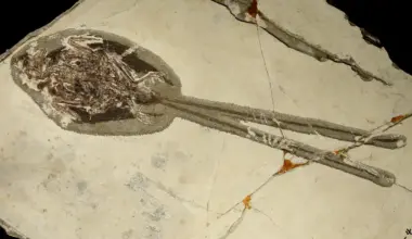 A 121-Million-Year-Old Bird Was Already Peacocking Before Peacocks Existed