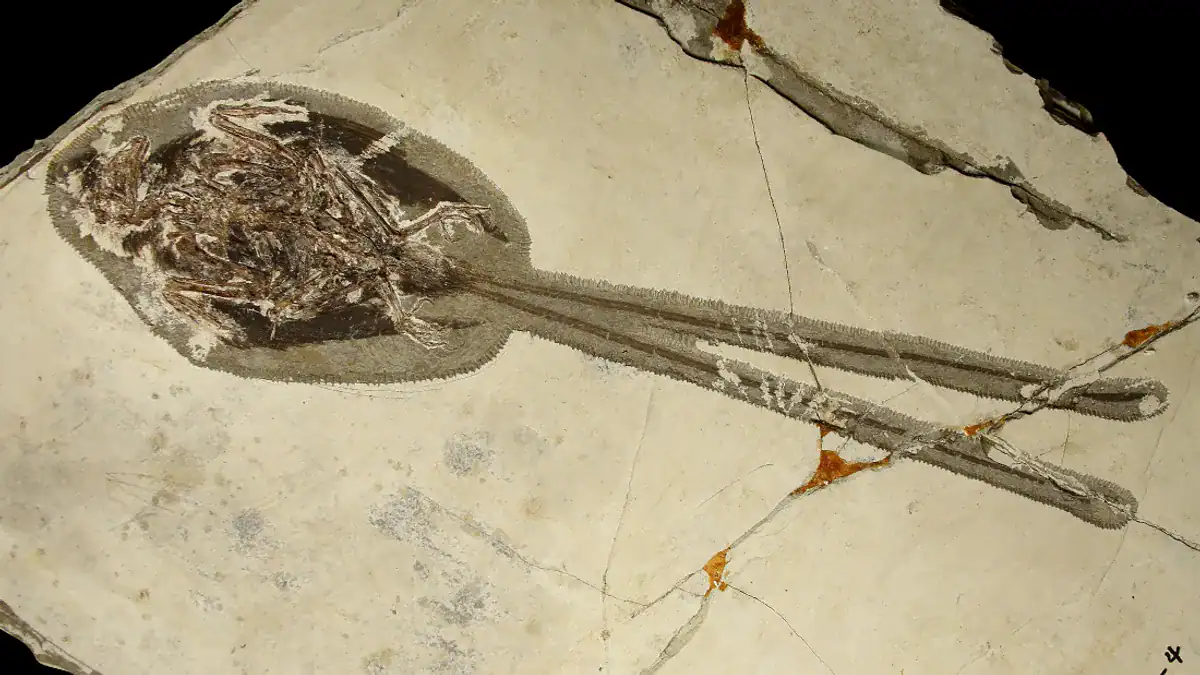 A 121-Million-Year-Old Bird Was Already Peacocking Before Peacocks Existed