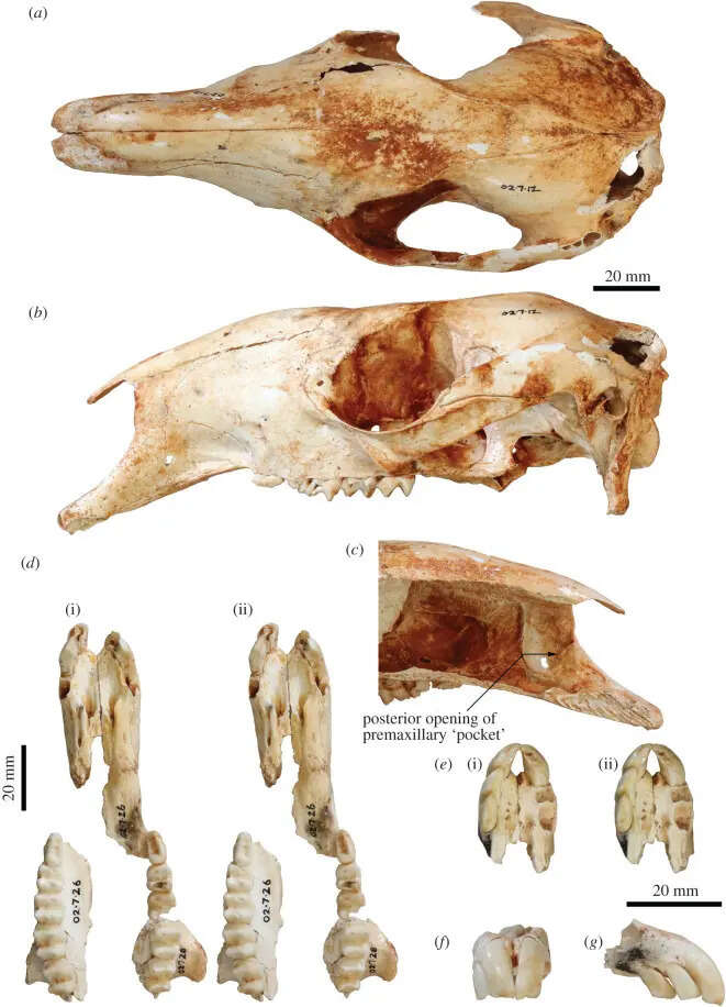 Western Australia's Mammoth Cave reveals ancient secrets, including evidence of arboreal kangaroos and long-beaked echidnas, suggesting a past humid climate and rich ecosystem. Image Credits: The skeleton of Congruus kitcheneri, a semiarboreal kangaroo from the Pleistocene of southern Australia study (Fig 1) rsos202216f01