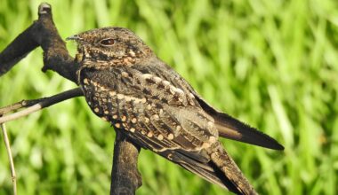 These birds clap at night to flirt