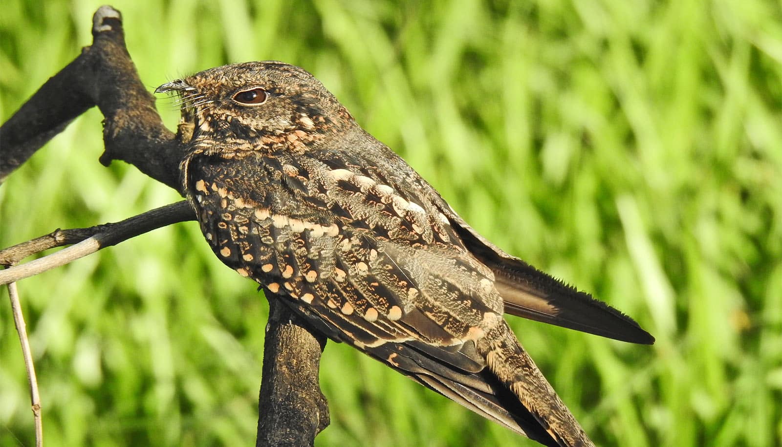 These birds clap at night to flirt