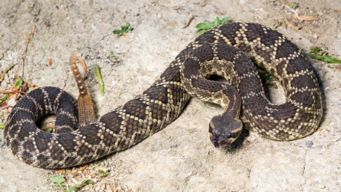 MISSION VIEJO, CA - MARCH 24: A rattlesnake near Beebe Park in Mission Viejo on Tuesday, March 24, 2026. 