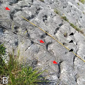 (A) Panoramic view of the limestone slab exposed on Site 6, showing the extension and density of footprint marks. B) Detail of the slab surface of Site 6 showing a random distribution of arched paddle print marks (red arrows), and round, cup-shaped print marks (black arrows); C) Close up photograph of regularly spaced double curved paddle print marks on the same slab surface of Site 6; D) A Zoophycos fossil trace on the surface of the same footprint bed exposed on Site 9; E) Panoramic view of the slab on Site 12. The top surface of this pelagic limestone bed is studded with flute marks filled with the beige sediment from the bottom of a now-removed overlying calcarenitic turbidite (see enlargement of the red rectangle area shown in the inset); F) Aerial (drone) photograph of the subvertical slab of Site 10. Credit: Cretaceous Research