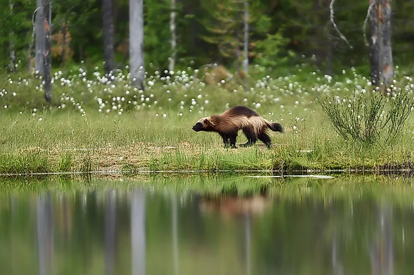Wolverine running in a forest landscape
