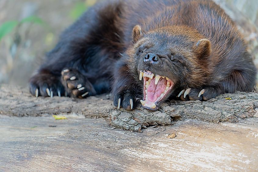Wolverine lie down and relax, yawning